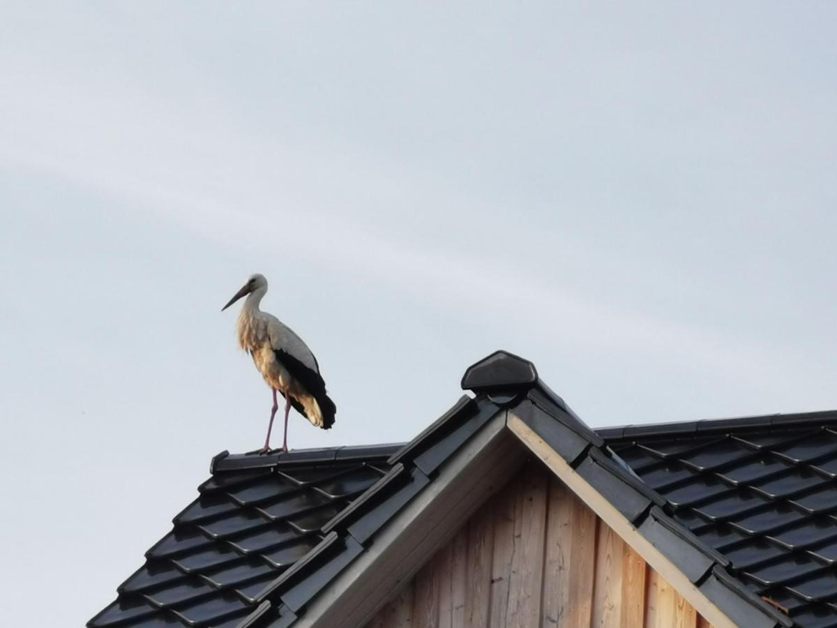Dom wakacyjny Haus Am Deich 47 Stilvolles An Der Elbe In Stadtnaehe